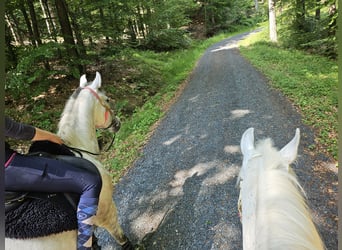 Arabian Partbred, Mare, 8 years, 15,3 hh, Grey-Dapple