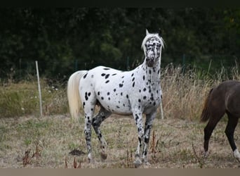 Arabian Partbred, Mare, 9 years, 14.1 hh, Leopard-Piebald