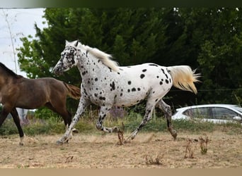 Arabian Partbred, Mare, 9 years, 14.1 hh, Leopard-Piebald