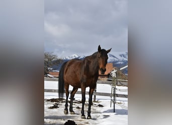 Arabian Partbred, Mare, 9 years, 14.3 hh, Brown