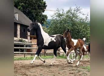 Arabian Partbred, Mare, 9 years, 14.3 hh, Tobiano-all-colors