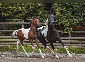 Arabian Partbred, Mare, 9 years, 14.3 hh, Tobiano-all-colors