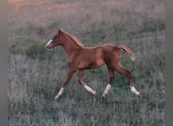 Arabian Partbred Mix, Mare, Foal (07/2023), 12 hh, Chestnut