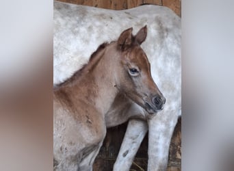 Arabian Partbred, Mare, Foal (04/2026), 14.2 hh, Can be white