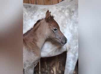 Arabian Partbred, Mare, Foal (04/2026), 14.2 hh, Can be white