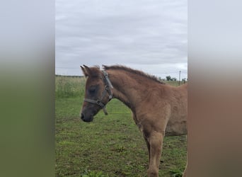 Arabian Partbred, Mare, Foal (04/2026), 14.2 hh, Can be white