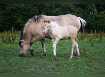 Arabisches Partbred, Stute, Fohlen (06/2024), 14,2 hh, Champagne