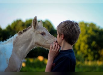 Arabisches Partbred, Stute, Fohlen (06/2024), 14,2 hh, Champagne