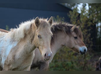 Arabian Partbred, Mare, Foal (06/2024), 14,2 hh, Champagne