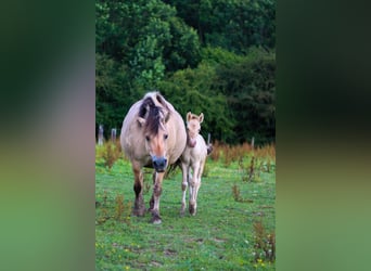 Arabisches Partbred, Stute, Fohlen (06/2024), 14,2 hh, Champagne