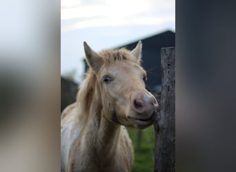 Arabian Partbred, Mare, Foal (06/2024), 14,2 hh, Champagne