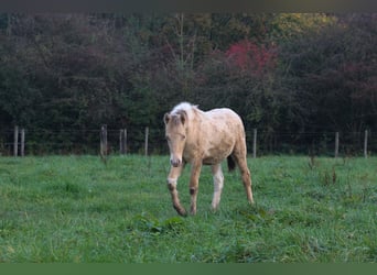 Arabian Partbred, Mare, Foal (06/2024), 14,2 hh, Champagne