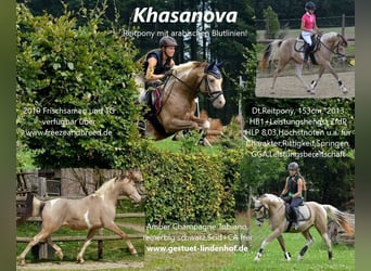 Arabisches Partbred, Stute, Fohlen (06/2024), 14,2 hh, Champagne