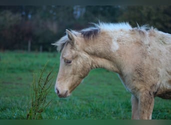 Arabian Partbred, Mare, Foal (06/2024), 14,2 hh, Champagne