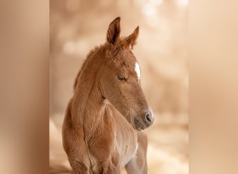 Arabian Partbred, Mare, Foal (05/2026), 14.2 hh, Chestnut-Red