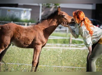 Arabian Partbred, Mare, Foal (04/2026), 14.3 hh, Brown