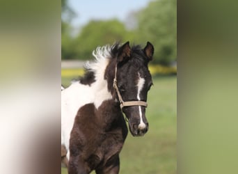 Arabian Partbred, Mare, Foal (03/2026), 14.3 hh, Tobiano-all-colors