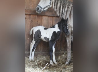 Arabian Partbred, Mare, Foal (03/2026), 14.3 hh, Tobiano-all-colors