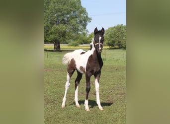 Arabian Partbred, Mare, Foal (03/2026), 14.3 hh, Tobiano-all-colors