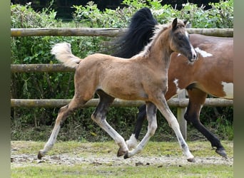 Arabian Partbred, Mare, Foal (03/2024), 15,1 hh, Black