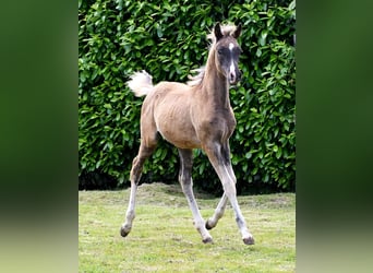 Arabian Partbred, Mare, Foal (03/2024), 15.1 hh, Black