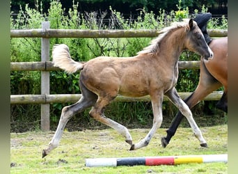 Arabian Partbred, Mare, Foal (03/2024), 15,1 hh, Black