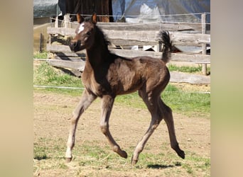 Arabian Partbred, Mare, Foal (03/2026), 15.1 hh, Black
