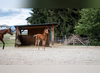 Arabian Partbred, Mare, Foal (03/2026), 15.1 hh, Brown