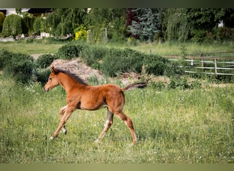 Arabian Partbred, Mare, Foal (03/2026), 15.1 hh, Brown
