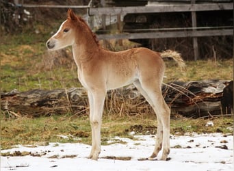 Arabian Partbred, Mare, Foal (02/2026), 15.1 hh, Chestnut-Red