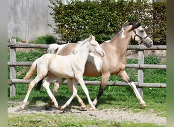 Arabian Partbred, Mare, Foal (05/2026), 15.1 hh, Perlino