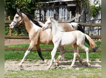 Arabian Partbred, Mare, Foal (05/2026), 15.1 hh, Perlino