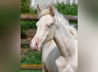 Arabian Partbred, Mare, Foal (05/2026), 15.1 hh, Perlino