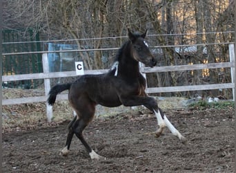 Arabian Partbred, Mare, Foal (01/2026), 15.1 hh, Pinto