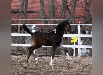 Arabian Partbred, Mare, Foal (01/2026), 15.1 hh, Pinto
