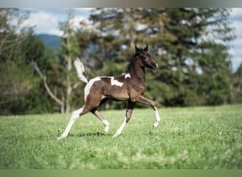 Arabisches Partbred, Stute, Fohlen (07/2024), 15,1 hh, Schecke