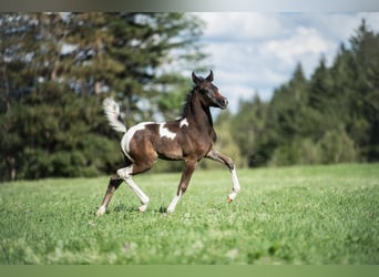 Arabisches Partbred, Stute, Fohlen (07/2024), 15,1 hh, Schecke