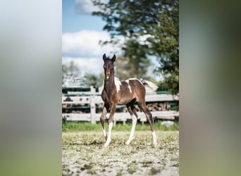 Arabisches Partbred, Stute, Fohlen (07/2024), 15,1 hh, Schecke