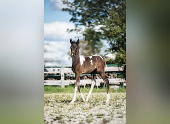 Arabisches Partbred, Stute, Fohlen (07/2024), 15,1 hh, Schecke