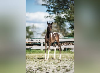 Arabisches Partbred, Stute, Fohlen (07/2024), 15,1 hh, Schecke