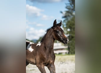 Arabisches Partbred, Stute, Fohlen (07/2024), 15,1 hh, Schecke