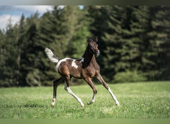 Arabisches Partbred, Stute, Fohlen (07/2024), 15,1 hh, Schecke