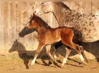 Arabian Partbred, Mare, Foal (02/2026), 15.2 hh, Brown