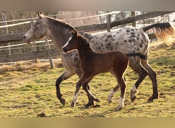 Arabian Partbred, Mare, Foal (02/2026), 15.2 hh, Brown