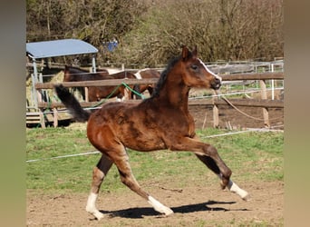 Arabian Partbred, Mare, Foal (02/2026), 15.2 hh, Brown