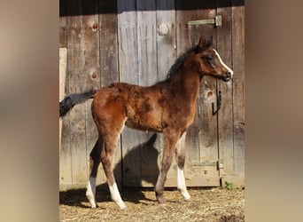 Arabian Partbred, Mare, Foal (02/2026), 15.2 hh, Brown