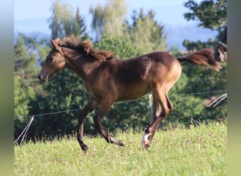 Arabian Partbred, Mare, Foal (05/2024), 15,2 hh, Buckskin