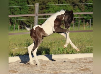 Arabian Partbred, Mare, Foal (05/2026), 15.2 hh, Pinto