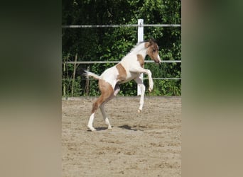 Arabian Partbred, Mare, Foal (05/2025), 15 hh, Buckskin