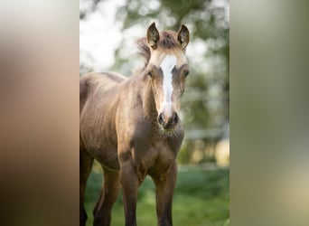 Arabian Partbred, Mare, Foal (06/2023), 15 hh, Buckskin